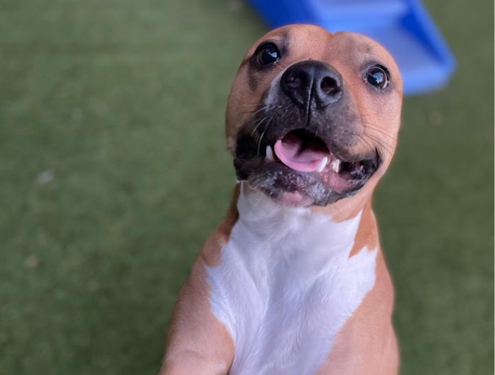 Tallahassee Pet Boarding Dog Boarding